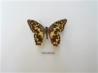 藏品(花鳳蝶)的圖片